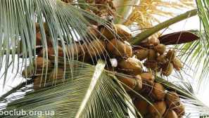 Kokosov dlan. Reprodukcija i briga kod kuće